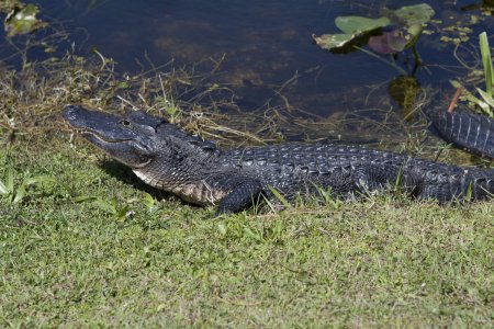 Aligator in Shark Valley, Everglades
